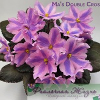 Ma's Double Cross