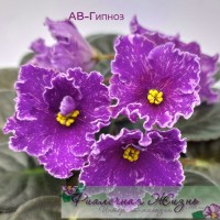 АВ-Гипноз