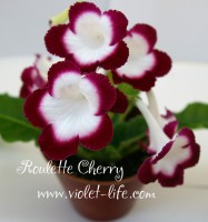 Roulette Cherry