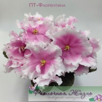 ПТ-Флорентина