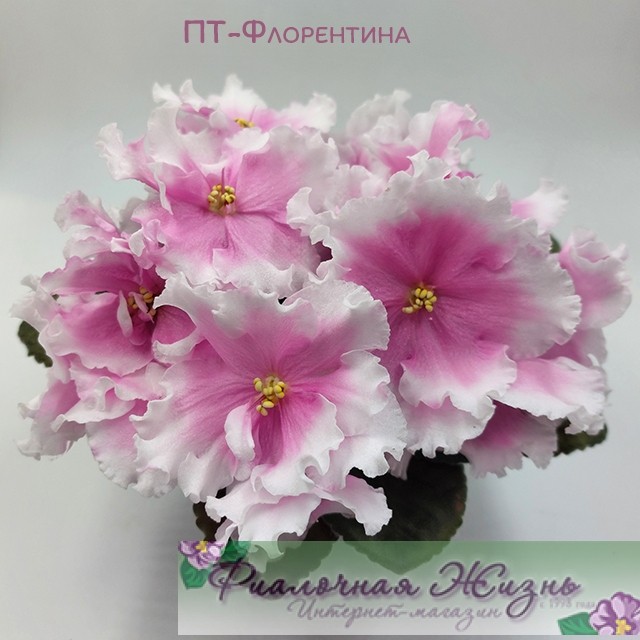ПТ-Флорентина