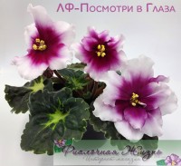 ЛФ-Посмотри в Глаза
