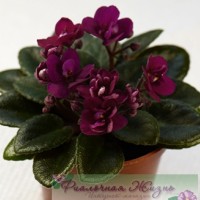 Precious Red