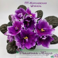ПТ-Королевская Шпинель