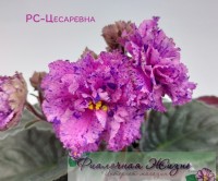 РС-Цесаревна
