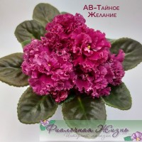 АВ-Тайное Желание
