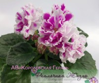 АВ-Королевская Герань
