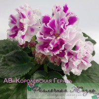 АВ-Королевская Герань