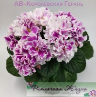 АВ-Королевская Герань