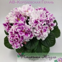 АВ-Королевская Герань