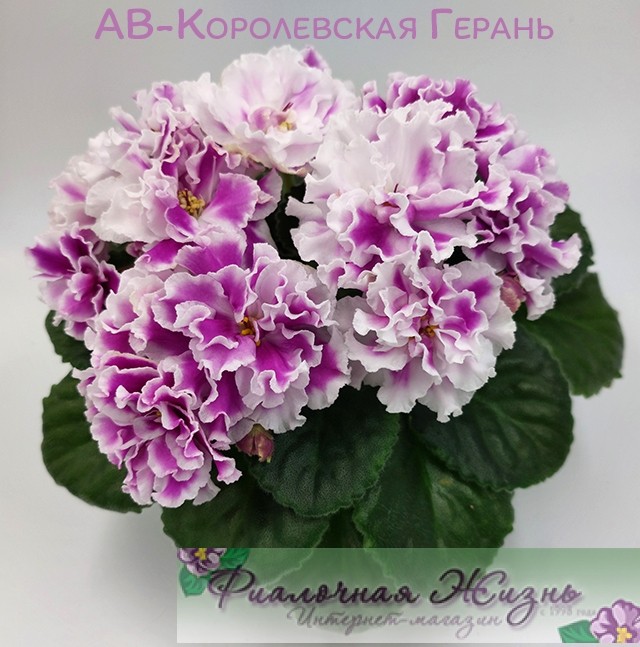 АВ-Королевская Герань