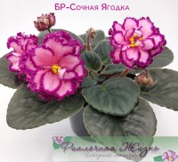 БР-Сочная Ягодка