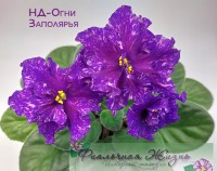 НД-Огни Заполярья