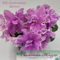 KZ-Сиреневый Шифон