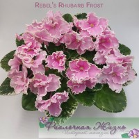 Rebel's Rhubarb Frost