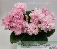 РМ-Розовые Маки