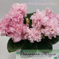 РМ-Розовые Маки