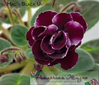 Mac's Black Uhuru
