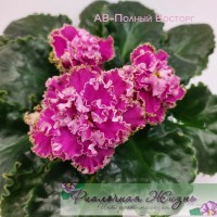 АВ-Полный Восторг