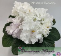 ТФ-Анна Павлова