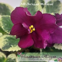 ЛФ-Загадай Желание