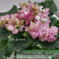 ВВ-Дарина