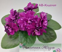 АВ-Кашемир