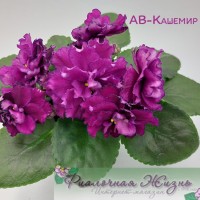 АВ-Кашемир