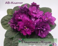 АВ-Кашемир