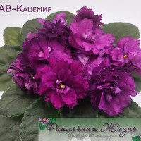 АВ-Кашемир