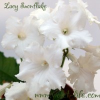 Lacy Snowflake.jpg