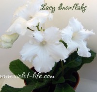 Lacy Snowflake