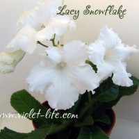 Lacy Snowflakedo.jpg