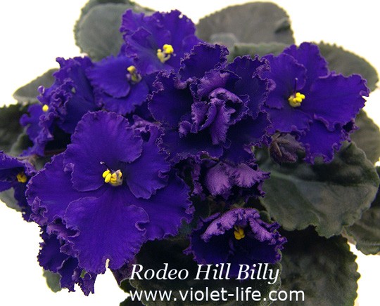 Rodeo Hill Billy
