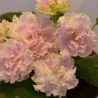 ЛЕ-Айседора