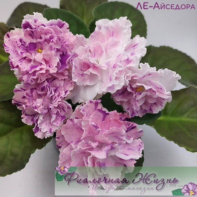 ЛЕ-Айседора