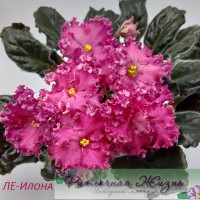ЛЕ-Илона