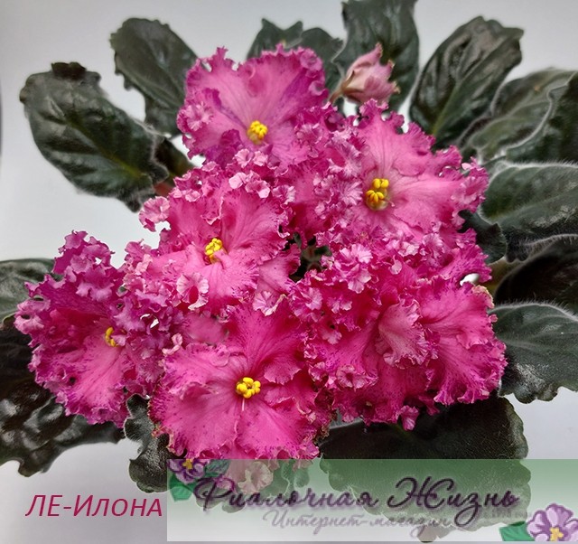 ЛЕ-Илона