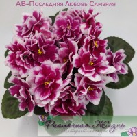 АВ-Последняя Любовь Самурая