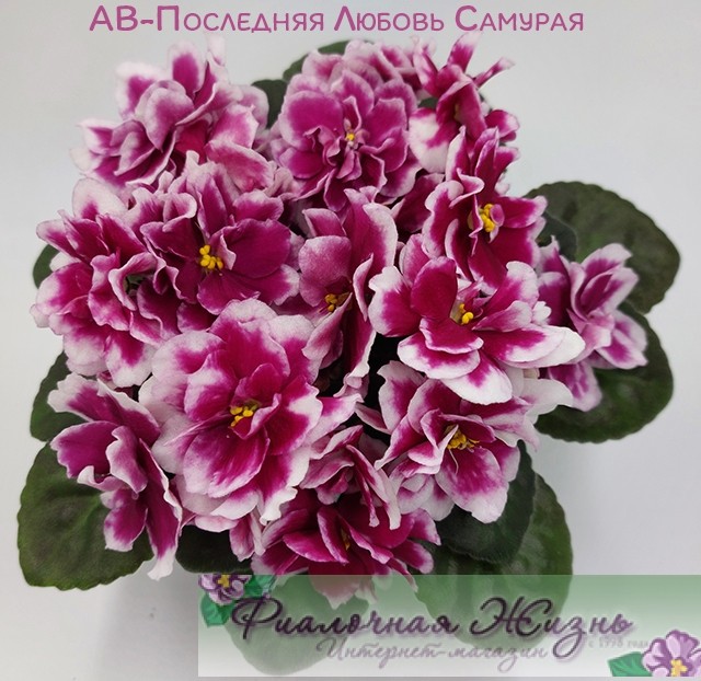 АВ-Последняя Любовь Самурая