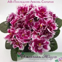 АВ-Последняя Любовь Самурая
