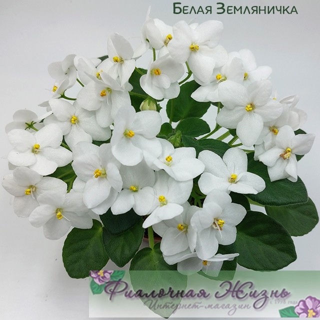 Белая Земляничка 
