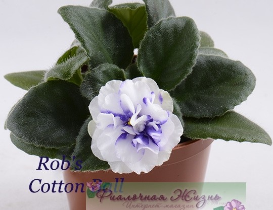 Rob's Cotton Ball