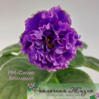 РМ-Синий Бриллиант