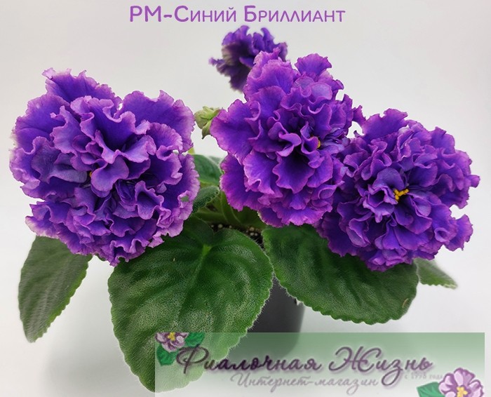 РМ-Синий Бриллиант