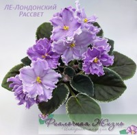 ЛЕ-Лондонский Рассвет 