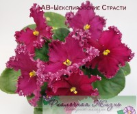 АВ-Шекспировские Страсти