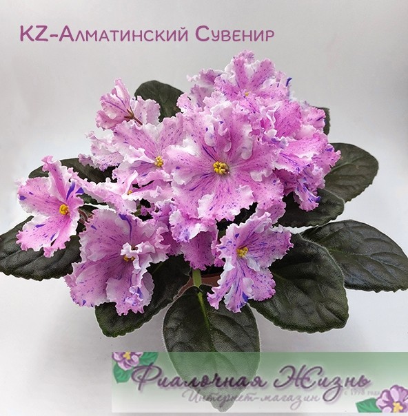 KZ-Алматинский Сувенир