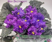 Nik-Экстраверт