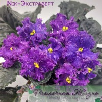 Nik-Экстраверт